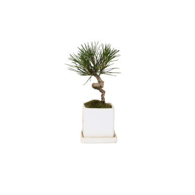 Pinus Thunbergii Bonsai (P6c)