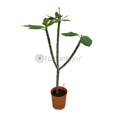 Plumeria Hybrid (P18c)