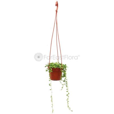 Senecio String of Pearl Hanging (P15c)