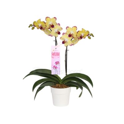 Mother's Day Phalaenopsis Gift In White Pot