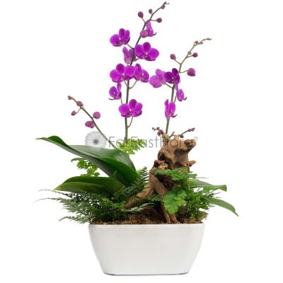 Phalaenopsis Orchid 'Purple' in HG-3198A Pot (L22cmxW22cmxH10cm) - White