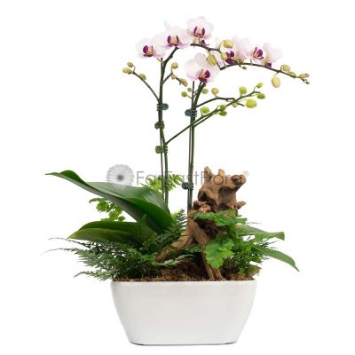 Phalaenopsis Orchid 'White-Purple' in HG-3198A Pot (L22cmxW22cmxH10cm) - White