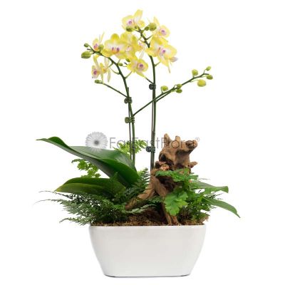 Phalaenopsis Orchid 'Yellow-Green' in HG-3198A Pot (L22cmxW22cmxH10cm) - White