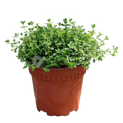 Thyme (P15c)