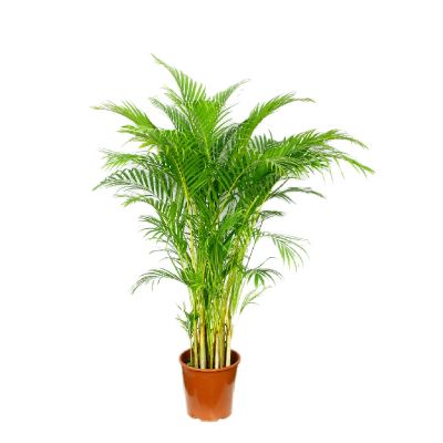 Yellow Palm (P18c)