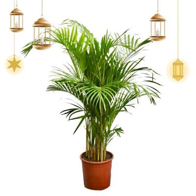 Chrysalidocarpus Lutescens (Yellow Palm) (P21c)