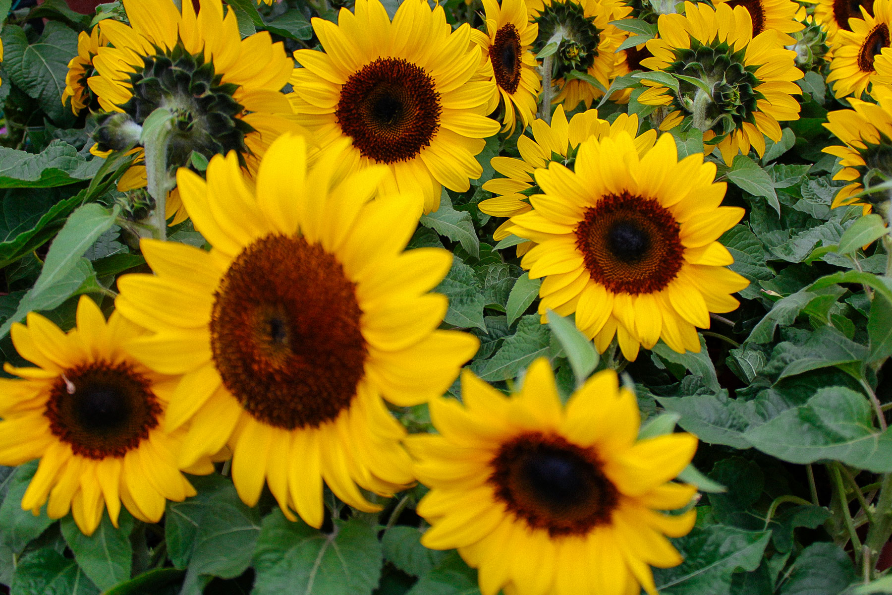 far east flora garden online get to know: sunflowers