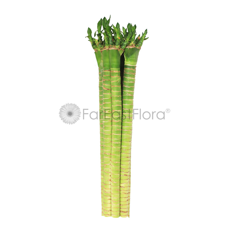 Lotus Bamboo