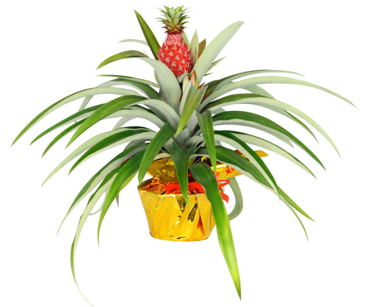 Pineapple (Ananas Bacteatus)