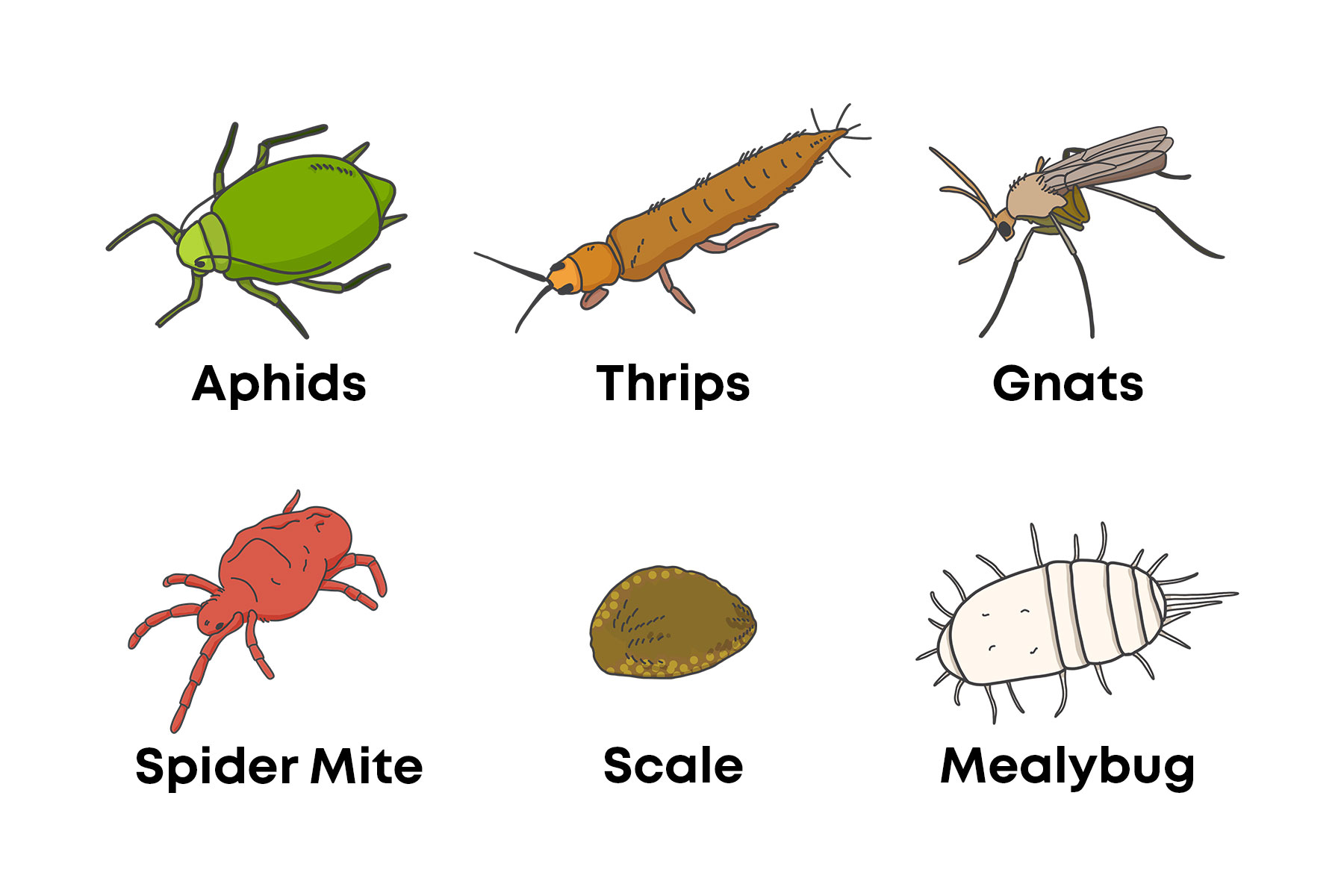 How to Identify & Treat Common Houseplant Pests