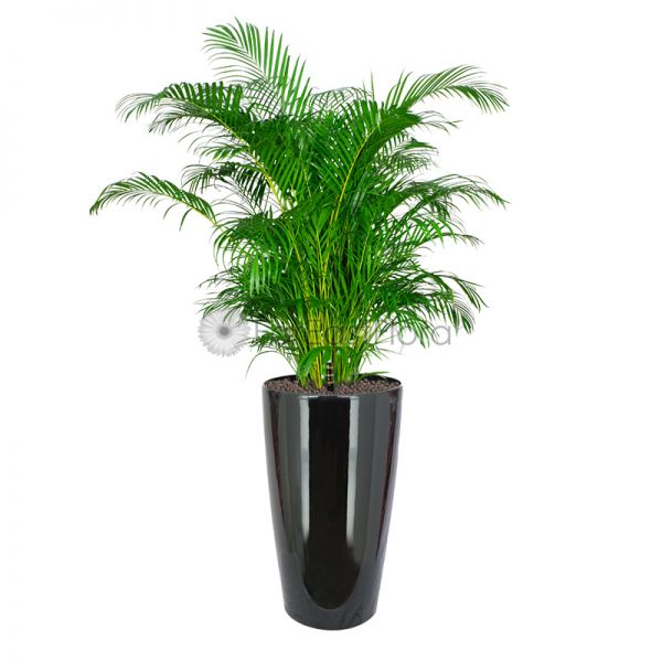 Chrysalidocarpus lutescens (Yellow Palm)
