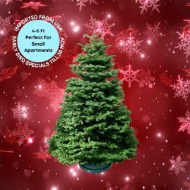 Christmas Tree - USA Noble Fir (4 - 5 ft) with Tree Stand