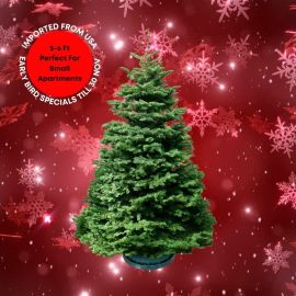 Christmas Tree - USA Noble Fir (5 - 6 ft) with Tree Stand