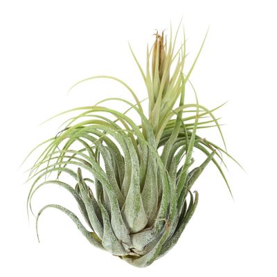 T. IONANTHA IONANTHA Extra Large (Width 12.5 cm)
