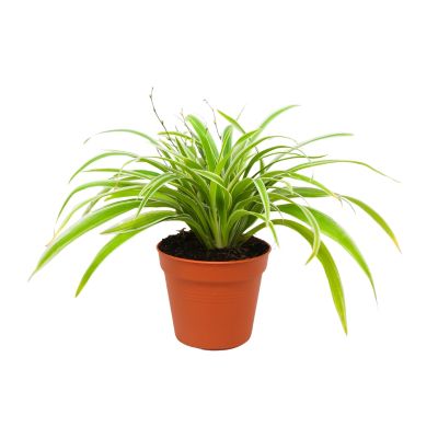 CHLOROPHYTUM LAXUM P15C (GA)