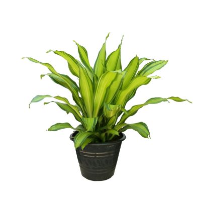 DRACAENA GOLDEN HEART P15C (GA)