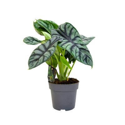 ALOCASIA SILVER DRAGON P12C (FH)