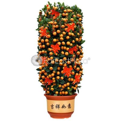 四季桔 FSL14W Premium