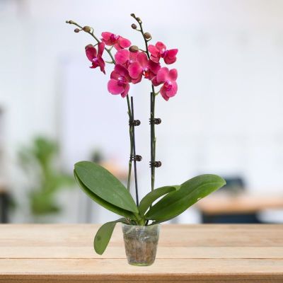 PHALAENOPSIS DOUBLE STALK ORANGE LIGHT-小桔灯 P3''(O) S/O $19.90 (AF)