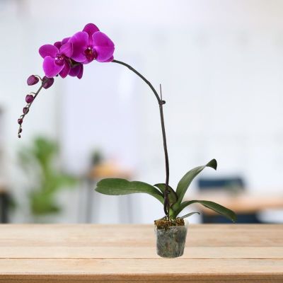 PHALAENOPSIS SINGLE STALK RED DRAGON-火龙果 3.5" (R) S/O $24.90 (AF)