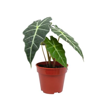 ALOCASIA AMAZONICA P12C (FH)