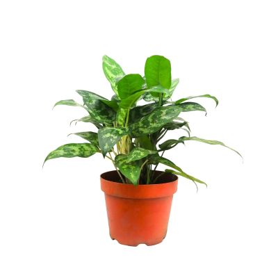 AGLAONEMA MALAY BEAUTY HYBRID P17C (GA)