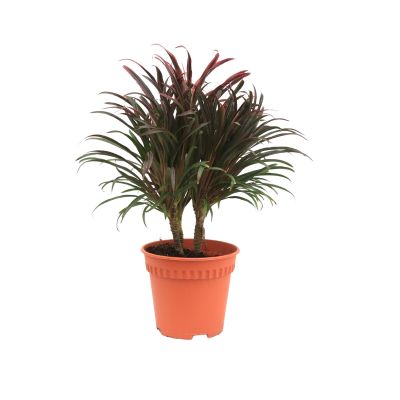CORDYLINE RED MINIATURE DWARF P15C (GA)