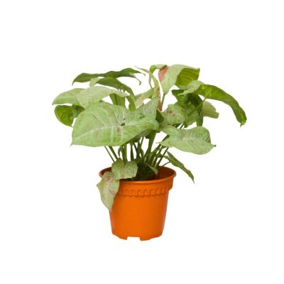 SYNGONIUM MILK CONFETTI P12C (GA)