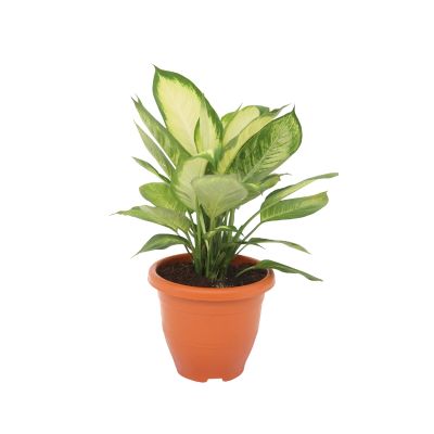 DIEFFENBACHIA TROPIC MARINE P37C (GA)