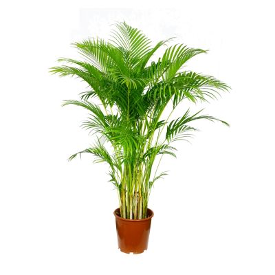 CHAMAEDOREA ELEGANS P17C (GA)