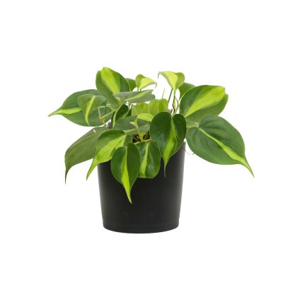 PHILODENDRON BRASIL P11C (GA)