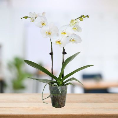 PHALAENOPSIS DOUBLE STALK CAMBRIDGE-剑桥 P3'' (W) S/O $19.90 (AF)