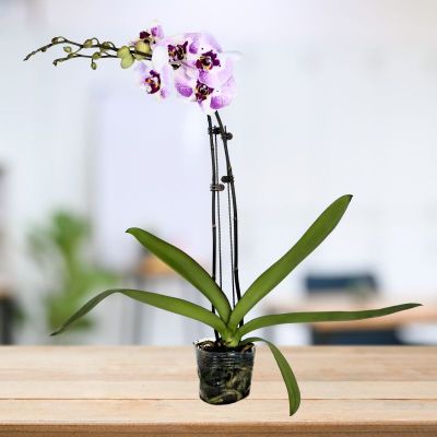 PHALAENOPSIS DOUBLE STALK SOUTH BEAUTY- 俏江南 P3" (WP) S/O $21.90 (AF)