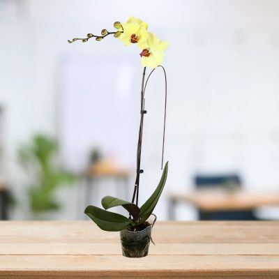 PHALAENOPSIS SINGLE STALK SUNBURST-黄花红唇 3.5" () S/O $24.90 (AF)