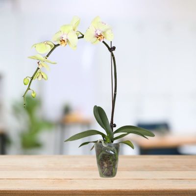 PHALAENOPSIS SINGLE STALK KIWI-奇异果 3.5" () S/O $24.90 (AF)