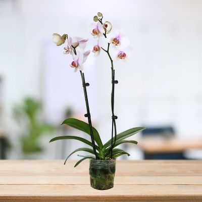 PHALAENOPSIS DOUBLE STALK MADRID-马德里 P3.5'' () S/O $19.90 (AF)
