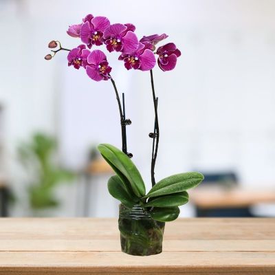 PHALAENOPSIS DOUBLE STALK BLAZING- 艳阳天 P3'' () S/O $19.90 (AF)