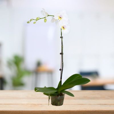 PHALAENOPSIS SINGLE STALK EGG -白花黄唇 P3'' () S/O $24.90 (AF)