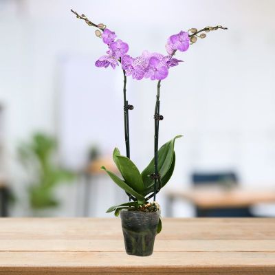PHALAENOPSIS DOUBLE STALK SILKY -情丝P3'' () S/O $19.90 (AF)
