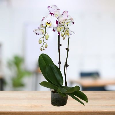 PHALAENOPSIS DOUBLE STALK LA MER -海蓝之谜 P3'' () S/O $19.90 (AF)
