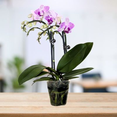 PHALAENOPSIS DOUBLE STALK WUBAI-伍佰 P2.8'' () S/O $19.90 (AF)