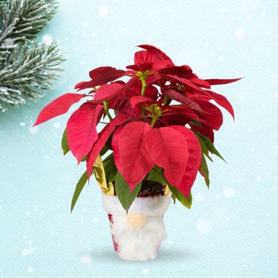 POINSETTIA ASSORTED P10.5C (PR/A1) IN 6526-3 XMAS DECO - YULE SANTA HEAD POT 11*21CM [SFXACC] 11*21cm
