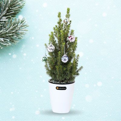 PICEA GLAUCA CONICA - HL IN 2412 Metal Pot Mixed Colors (11.8 x 14cm)