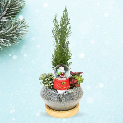 CHAMAECYPARIS LAWS ELLWOODII P9 (HL) IN GLASS BOWL WITH WOODEN BASE 14X15CM斜口-1加木座 HS2014 (TB/AW)