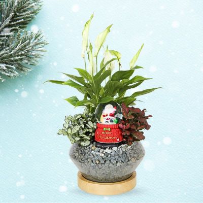 SPATHIPHYLLUM CHOPIN - (HL) IN GLASS BOWL WITH WOODEN BASE 14X15CM斜口-1加木座 HS2014 (TB/AW)