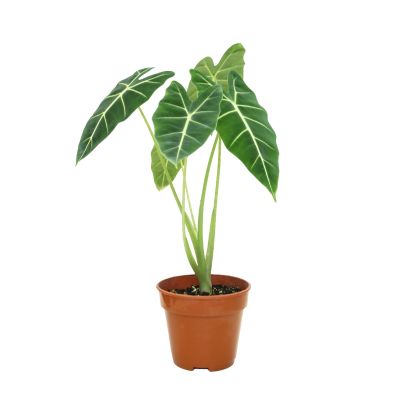 ALOCASIA GREEN VELVET/FRYDEK P12C (FH)