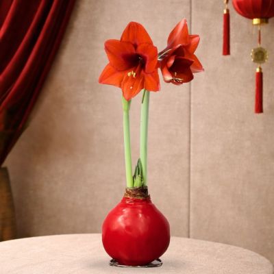 HIPPEASTRUM AMARYLLIS BULB APPROX. 30–32 CM GIRTH RED-蜡朱顶红 (AF/HLF)
