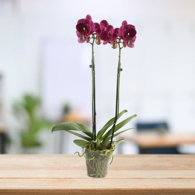 PHALAENOPSIS DOUBLE STALK SKY P3''(R)-满天红 S/O $19.90 (AF)