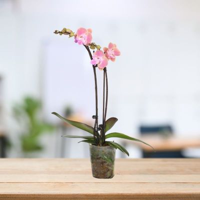 PHALAENOPSIS DOUBLE STALK ELEGANT-唯美 P2.8''/3.5''(P) S/O $21.90 (AF)