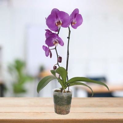PHALAENOPSIS SINGLE STALK TREASURE-粉宝图 P3''-3.5'' (P) S/O $24.90 (AF)